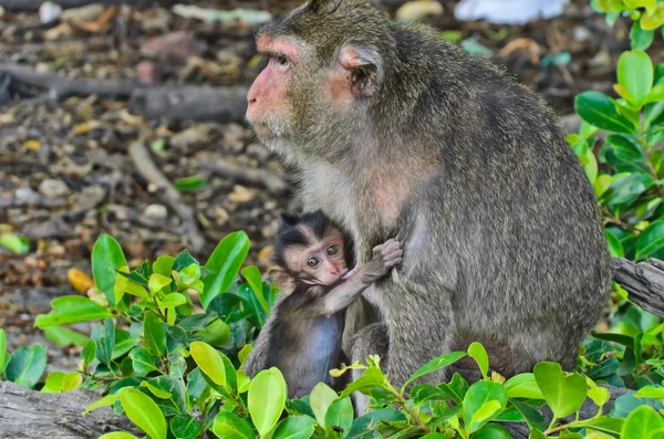 Monkey breastfeeding  — Stock Photo, Image